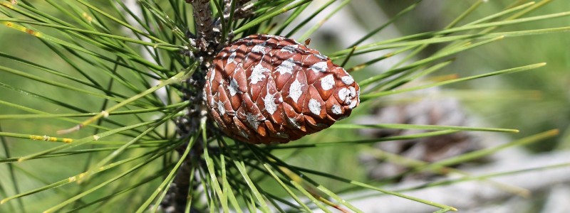 Pin de Turquie