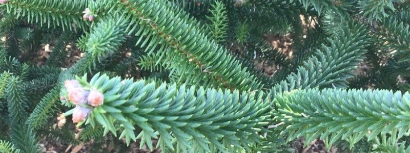 Sapin de Grèce