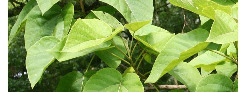 Paulownia
