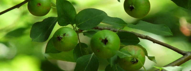 Pommier sauvage