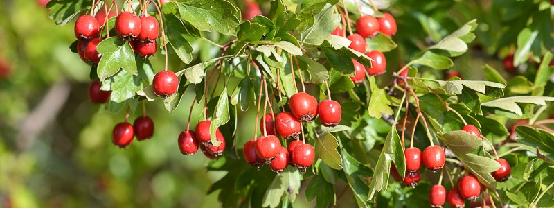 Aubépine